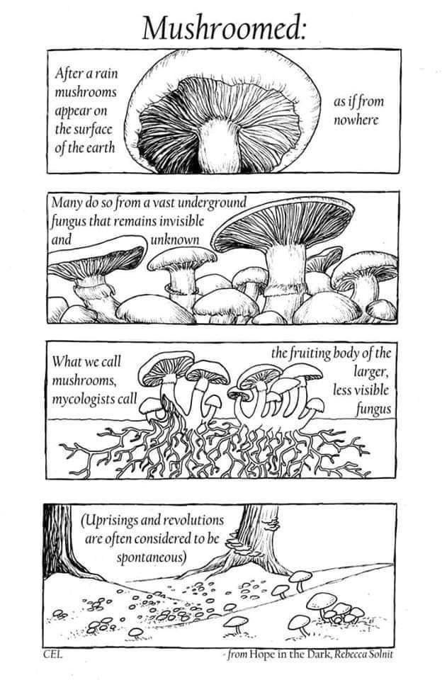 mushroomed.jpeg